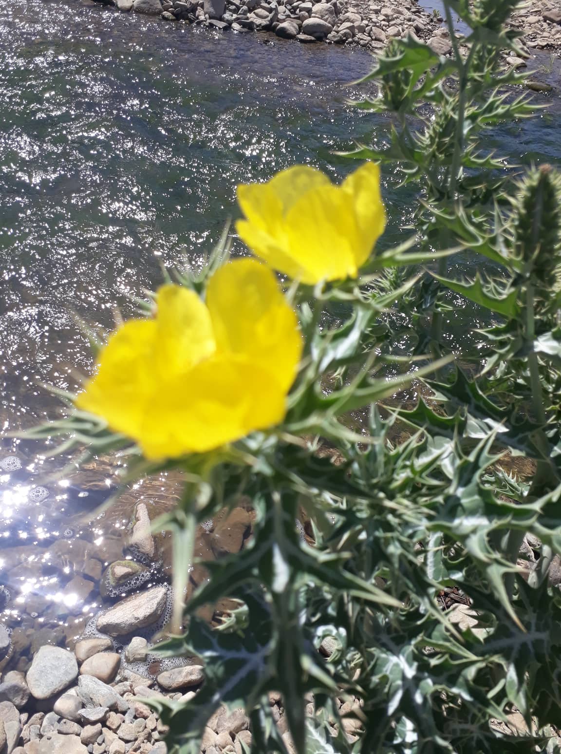 ���� ���������